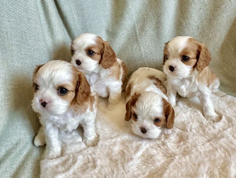 Cavalier King Charles Spaniel