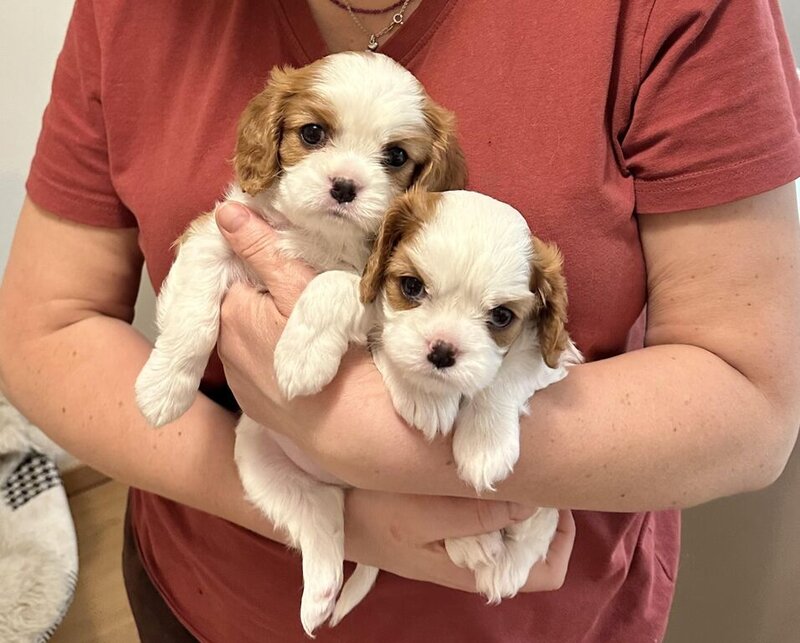 Cavalier King Charles Spaniel