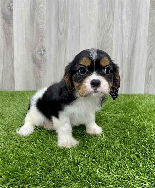 Cavalier King Charles Spaniel