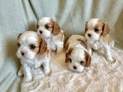 Cavalier King Charles Spaniel