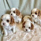 Cavalier King Charles Spaniel